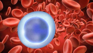 Blutwert-Lymphozyten
