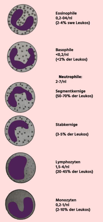 Was Ist Wenn Die Leukozyten Zu Hoch Sind
