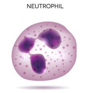 Neutrophilie