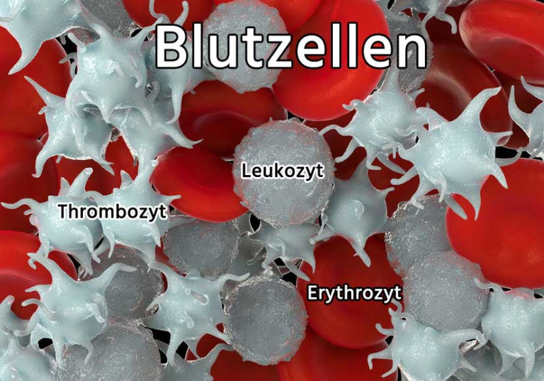 ᐅ Was sind Blutkörperchen? rote & weiße Blutkörperchen - einfach erklärt