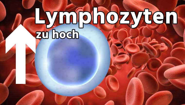 Lymphozyten zu hoch