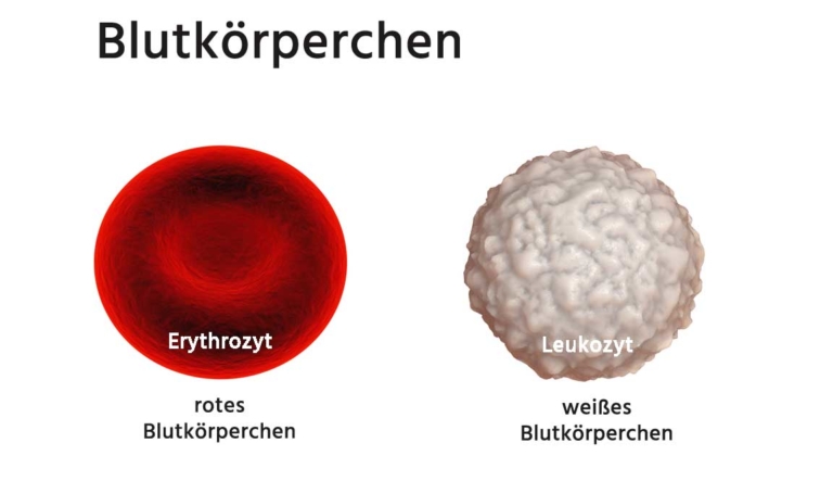 Wie Viel Rote Blutkörperchen Hat Ein Mensch www.laborwert.info