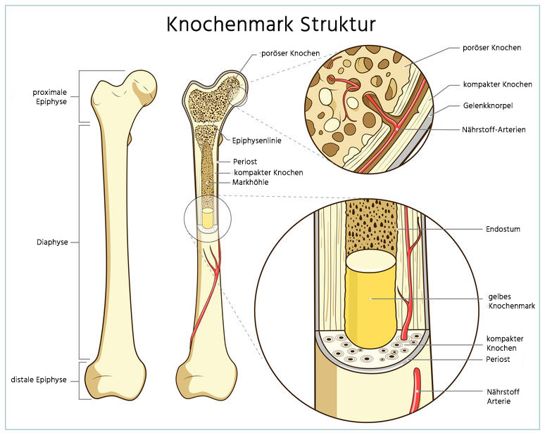 Knochenmark Struktur