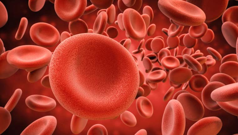 Erythrozyten rote Blutkörperchen