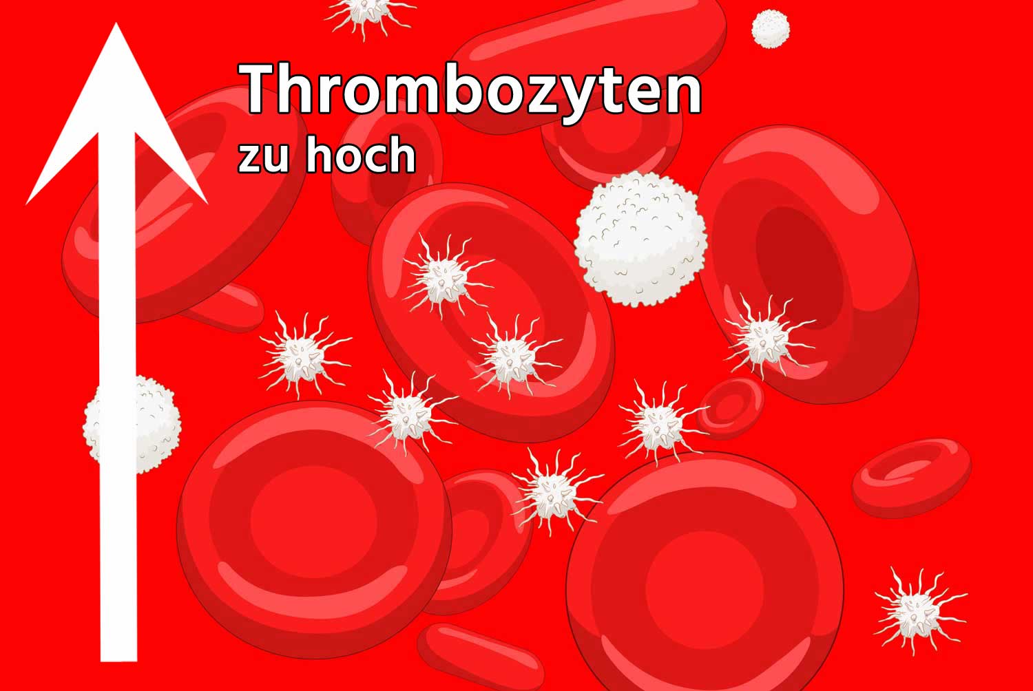 Thrombozyten zu hoch